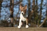 BASENJI 128